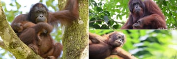 Orangutans in the rainforest