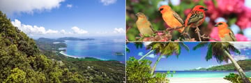 Aerial view, Takamaka Beach and Red Fody birds in Mahe