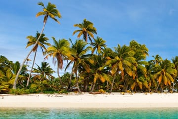 Palm trees on Aitutaki Island