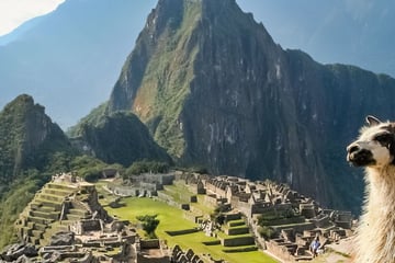 Alpaca at Macchu Pichu