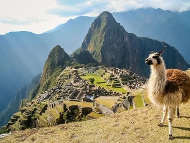 Alpaca at Machu Picchu