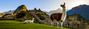 Alpacas and the enchanting Machu Picchu, Peru