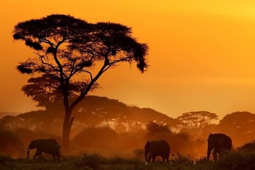 Amboseli National Park at sunset