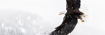 American eagle takes flight in Alaska