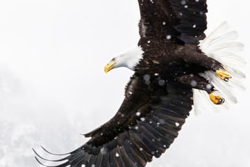 American eagle takes flight in Alaska