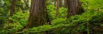Ancient Forest near Prince George