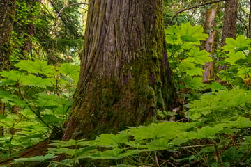 Ancient Forest near Prince George