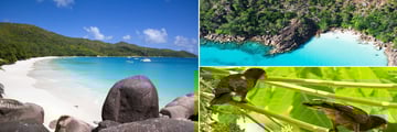 Anse Lazio Beach, Curieuse Coast & Seychelles Black Parrots