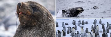 Sightings of seal, penguins & killer whale