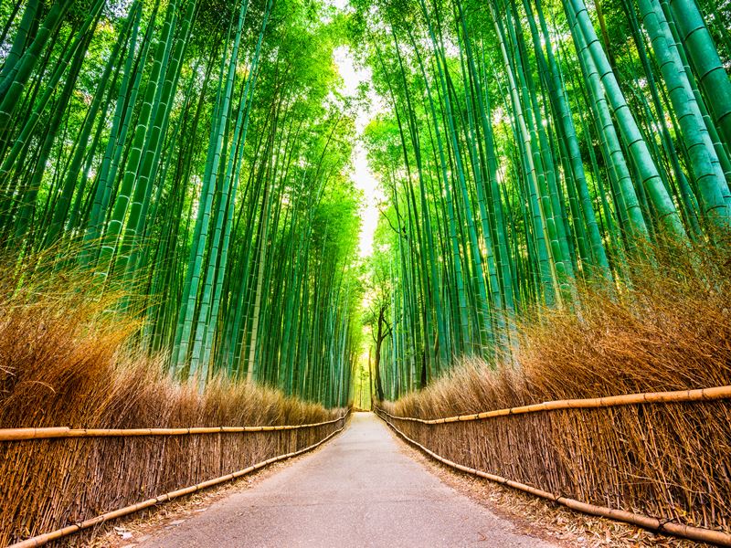 Arashiyama bamboo forest