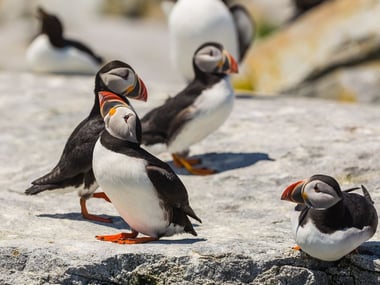 Atlantic Puffin, New Brunswick