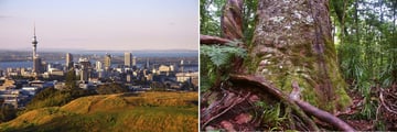 Auckland Cityscapes & Famous Kauri Trees in the Forests