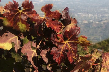 Autumn in Sonoma County