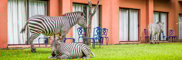 Avani Victoria Falls Resort, Zebras Grazing in Resort