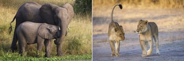 Elephants and Lions, South Africa Safari