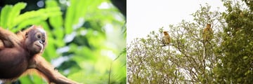 Baby Orangutan & Proboscis Monkeys, Borneo