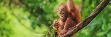 Orangutan in Borneo