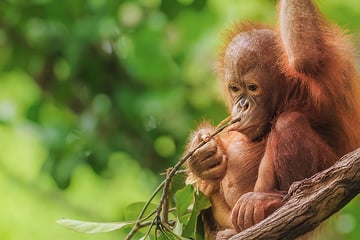 Orangutan in Borneo