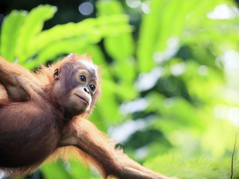 Baby orangutan