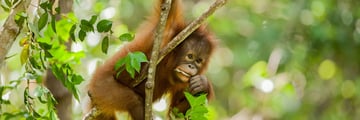 sepilok orangutan