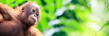 orangutan malaysia
