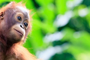 orangutan malaysia