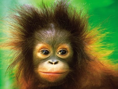 Baby Orangutan, Borneo
