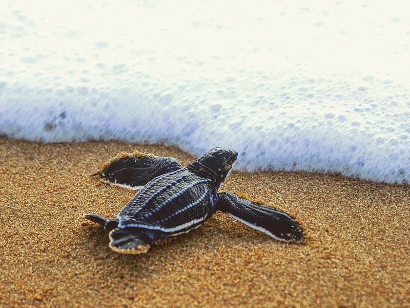 Baby turtle heads into the Caribbean Sea