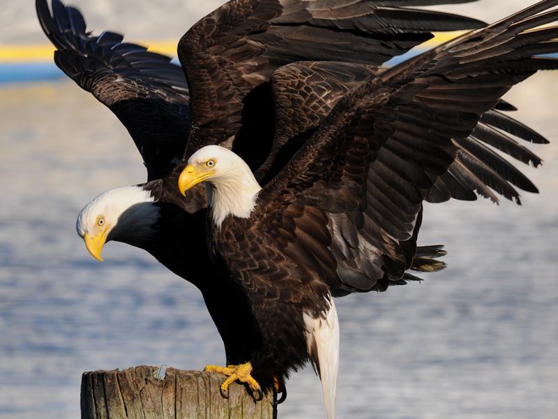 Bald eagles, Haida Gwaii