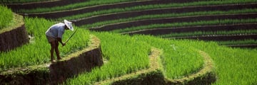 balinese farmer