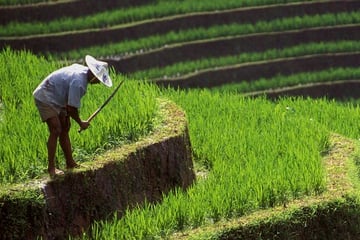 balinese farmer