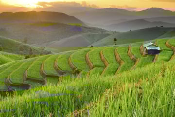 Ban Papongpieng, Chiang Mai rice terrace