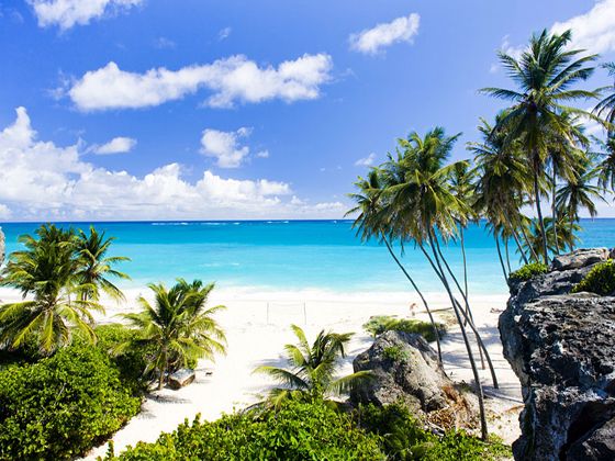 bottom beach in barbados, palm trees swaying in wind and golden sands