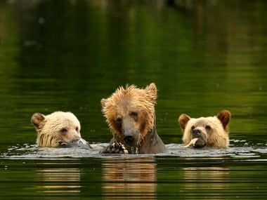 Mother and cubs at play