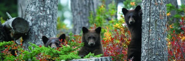 Bear family in North Slope, Whistler