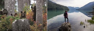 Wildlife in Whistler Mountain and Cheakamus Lake