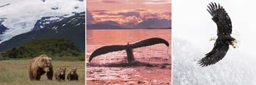 Wildlife Sightings in Alaska