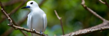 Fairytern in the Seychelles