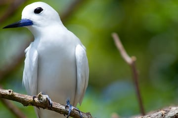 Fairytern in the Seychelles