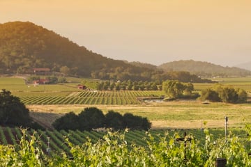 Beautiful Napa Valley vineyard