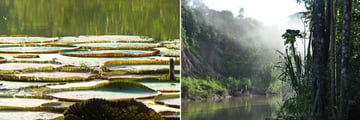 Beautiful scenery in the Peruvian Amazon Rainforest