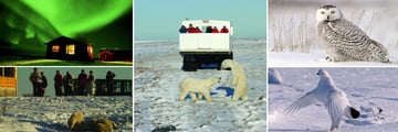 Stunning Northern Lights, Tundra Buggy & Wildlife Sightings in Manitoba