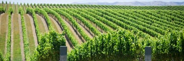 Beautiful vineyards in New Zealand