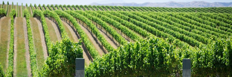 Beautiful vineyards in New Zealand