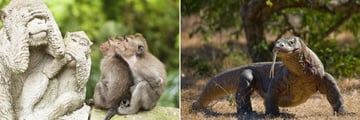 Monkey Forest and komodo dragons