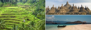 Rice paddies, Borobudur and Komodo