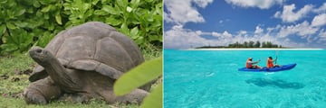 Giant tortoise and kayaking at Bird Island