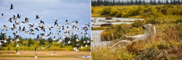 Birds and Polar Bears (Credit: Churchill Wild)
