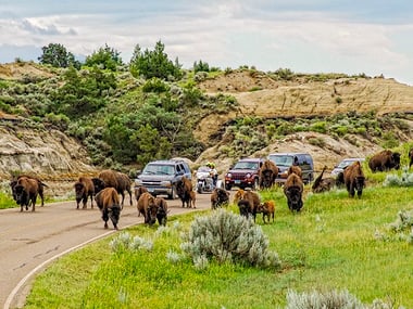bison in north dakota