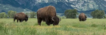 Bison in Grand Teton National Park